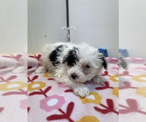 Poodle (Toy)-Yorkshire Terrier Mix Puppy for sale in HOPKINSVILLE, KY, USA