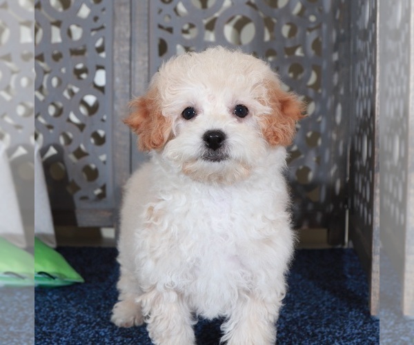 Medium Photo #3 Poochon Puppy For Sale in MOUNT VERNON, OH, USA