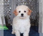 Small #2 Poochon