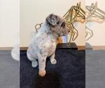 Small #12 Texas Heeler