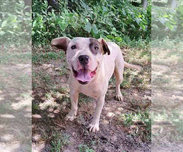 Medium Photo #1 American Pit Bull Terrier-Unknown Mix Puppy For Sale in Clarkesville, GA, USA