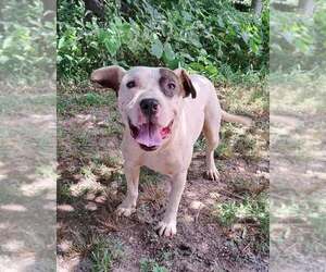 American Pit Bull Terrier-Unknown Mix Dogs for adoption in Clarkesville, GA, USA