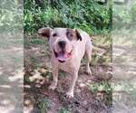 Small American Pit Bull Terrier Mix
