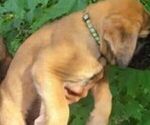 Small Photo #3 Mastiff Puppy For Sale in DELAVAN, WI, USA