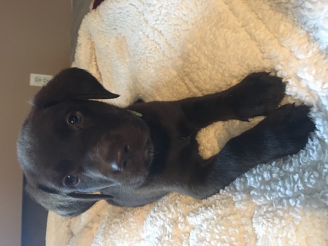Medium Photo #1 Labrador Retriever Puppy For Sale in GHENT, KY, USA