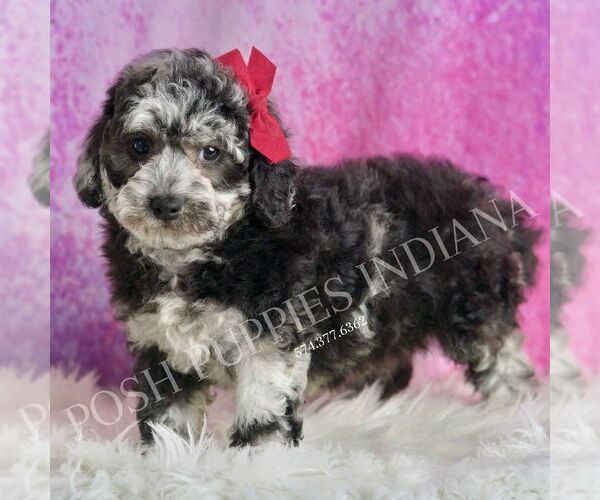 Medium Photo #4 Poodle (Toy) Puppy For Sale in WARSAW, IN, USA