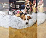 Small #6 Beagle Mix