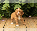 Small #44 Cocker Spaniel