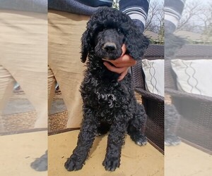 Poodle (Standard) Puppy for sale in CENTENNIAL, CO, USA
