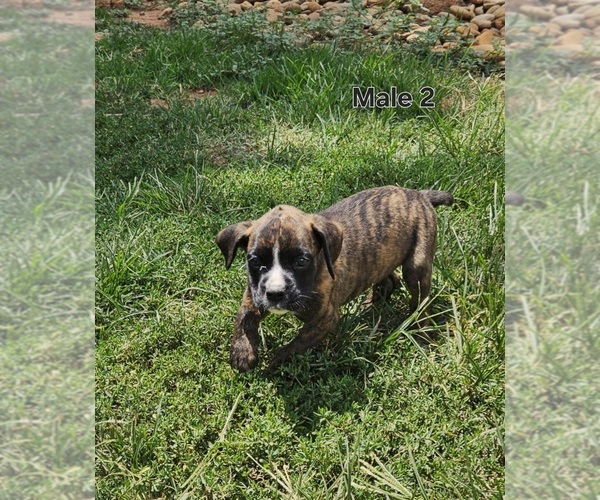 Medium Photo #1 Boxer Puppy For Sale in PELZER, SC, USA