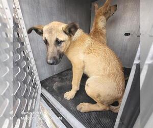 Rhodesian Ridgeback-Unknown Mix Dogs for adoption in San Antonio, TX, USA