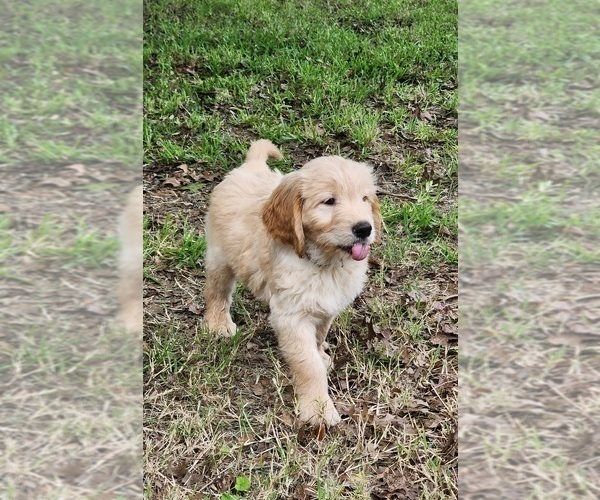 Medium Photo #5 Goldendoodle Puppy For Sale in WACO, TX, USA