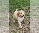 Small #4 Goldendoodle