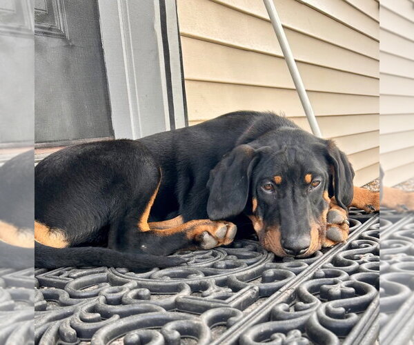 Medium Photo #10 Coonhound-Unknown Mix Puppy For Sale in Canton, CT, USA