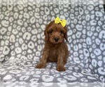 Small #9 Cavapoo (Miniature)