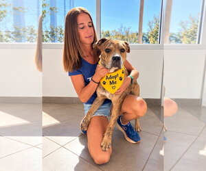 Woody - Male Boxer-Unknown Mix Dog for Adoption - Photo #3