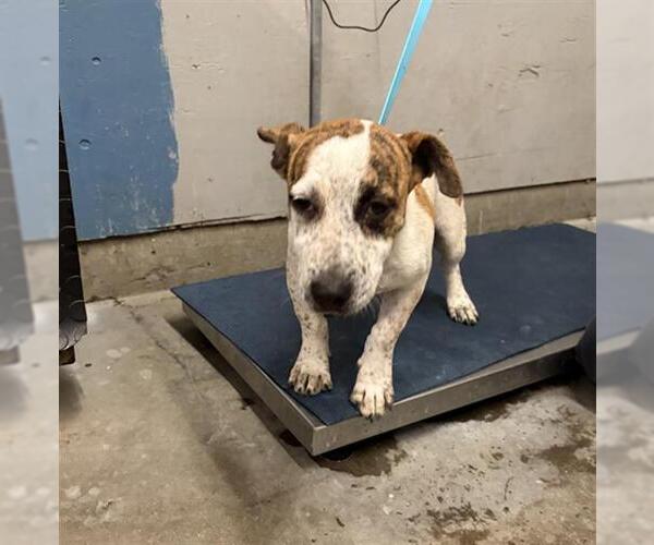 Medium Photo #1 Parson Russell Terrier-Unknown Mix Puppy For Sale in Camarillo, CA, USA