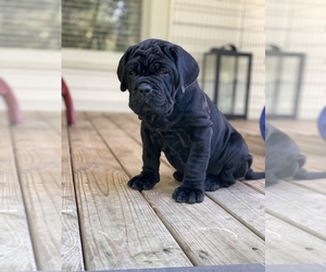 Neapolitan Mastiff Puppy for Sale in MATTHEWS, North Carolina USA