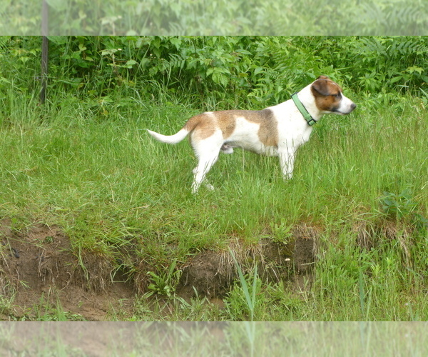 Medium Photo #3 Jack Russell Terrier Puppy For Sale in WOLCOTT, VT, USA
