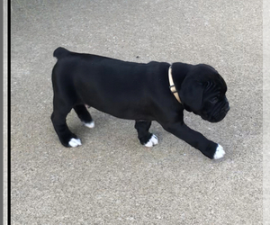 Boxer Puppy for sale in APPLE CREEK, OH, USA