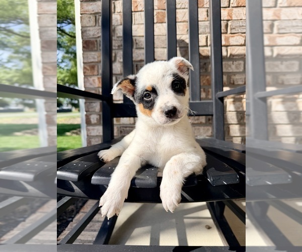 Medium Photo #2 Australian Cattle Dog Puppy For Sale in GREENFIELD, IN, USA