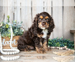 Puppy Shiloh Cocker Spaniel