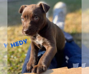 Dachshund-Labrador Retriever Mix Dogs for adoption in HOUSTON, TX, USA