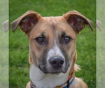Small #6 German Shepherd Dog Mix