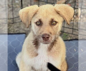 Labrador Retriever-Unknown Mix Dogs for adoption in Dana Point, CA, USA