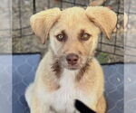 Small Labrador Retriever Mix