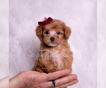 Puppy Missy F1 Maltipoo (Miniature)