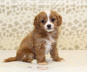 Cavapoo Puppy for Sale in DENVER, Pennsylvania USA