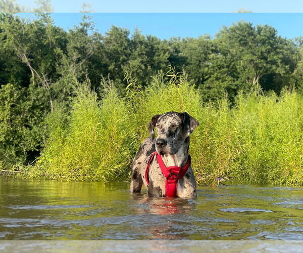 Medium Photo #1 Great Dane Puppy For Sale in Bullard, TX, USA