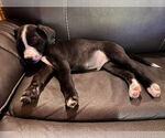 Small #2 American Staffordshire Terrier Mix