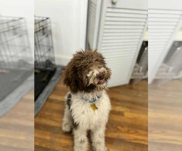 Medium Photo #3 Mutt Puppy For Sale in Sandy, UT, USA