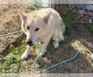 Siberian Husky Dogs for adoption in Tulsa, OK, USA
