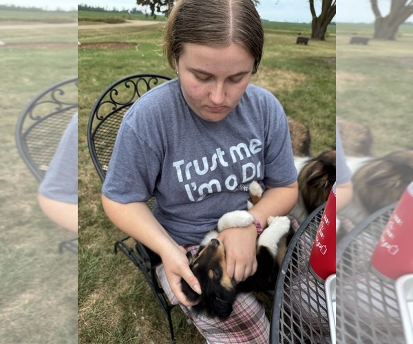 Medium Photo #3 Collie Puppy For Sale in DAZEY, ND, USA
