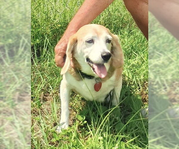 Medium Photo #1 Beagle Puppy For Sale in Tampa, FL, USA