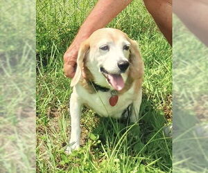 Beagle Dogs for adoption in Tampa, FL, USA