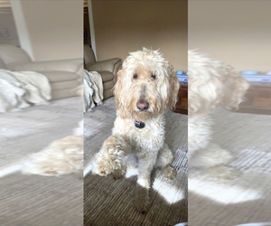 Mother of the Goldendoodle mix (+ Poodle Standard) puppies born on 07/15/2026