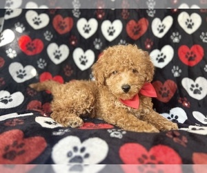 Poodle (Miniature) Puppy for sale in LAKELAND, FL, USA