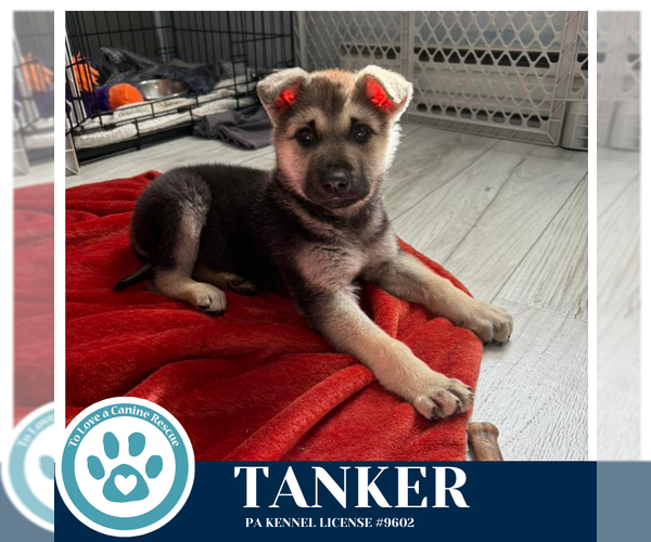 Medium Photo #7 German Shepherd Dog-Unknown Mix Puppy For Sale in Kimberton, PA, USA