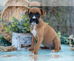 Small #2 Boxer