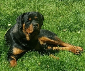 Father of the Rottweiler puppies born on 05/02/2023