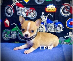 Chihuahua Puppy for sale in WINNSBORO, LA, USA