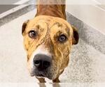 Small #2 Plott Hound