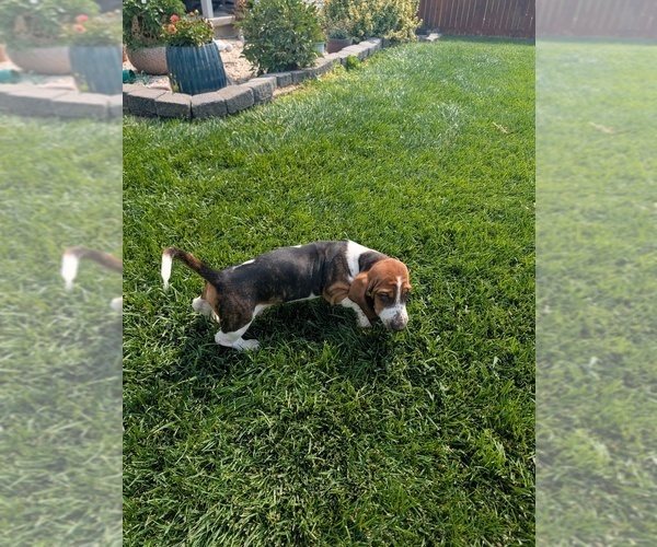 Medium Photo #2 Basset Hound Puppy For Sale in JEROME, ID, USA