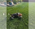 Small #1 Basset Hound