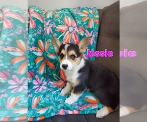 Pembroke Welsh Corgi Litter for sale in GRAHAM, WA, USA