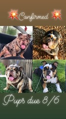 Mother of the English Bulldogge puppies born on 08/22/2018